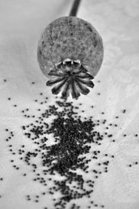 poppy seed
